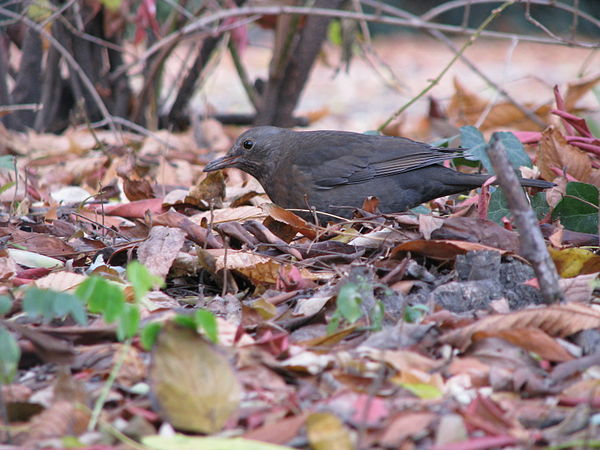 First-summer male, probably subspecies aterrimus