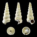 * Nomination Shell of a Miocene gastropod, Turritella subangulata --Llez 19:46, 11 January 2016 (UTC) * Promotion Good quality. --Hubertl 19:55, 11 January 2016 (UTC)