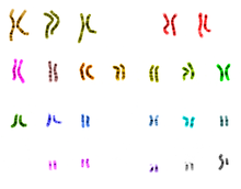 An image of the 46 chromosomes making up the diploid genome of a human male (the mitochondrial chromosomes are not shown). UCSC human chromosome colours.png