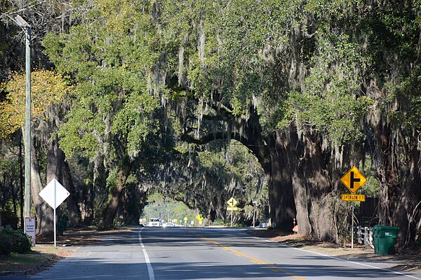 A canopy of oak trees over a section of US 17 in McIntosh County, Georgia