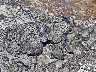 <i>Umbilicaria crustulosa</i> Species of lichen