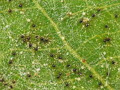 Mehltau, voll besiedeltes Blatt in hoher Vergrößerung