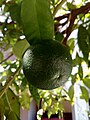 Unripe bitter orange fruit - Κιτρέα η νεραντζέα.jpg
