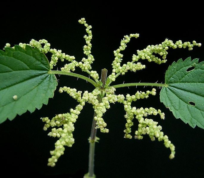 File:Urtica dioica17 ies.jpg