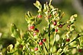Vaccinium myrtillus flowers – kvetoucí borůvka