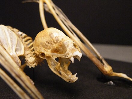 I can barely look at this VAMPIRE BAT skeleton, it's so incredibly freaky