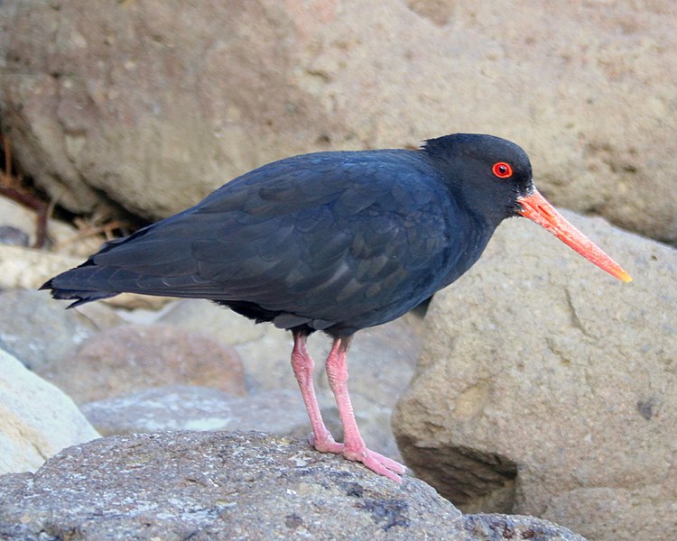 File:Variable Oystercatcher.jpg