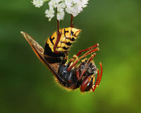 Vespa crabro germana with prey Richard Bartz Crop.jpg