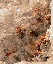 Workers at the nest entrance are fanning their wings to cool down the nest on a hot midday. Vespa orientalis nest 1.jpg