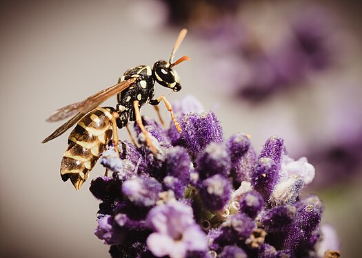 A wasp (Vespula germanica) on a true lavender (Lavandula angustifolia)