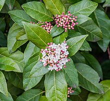 Viburnum tinus in Gard.jpg