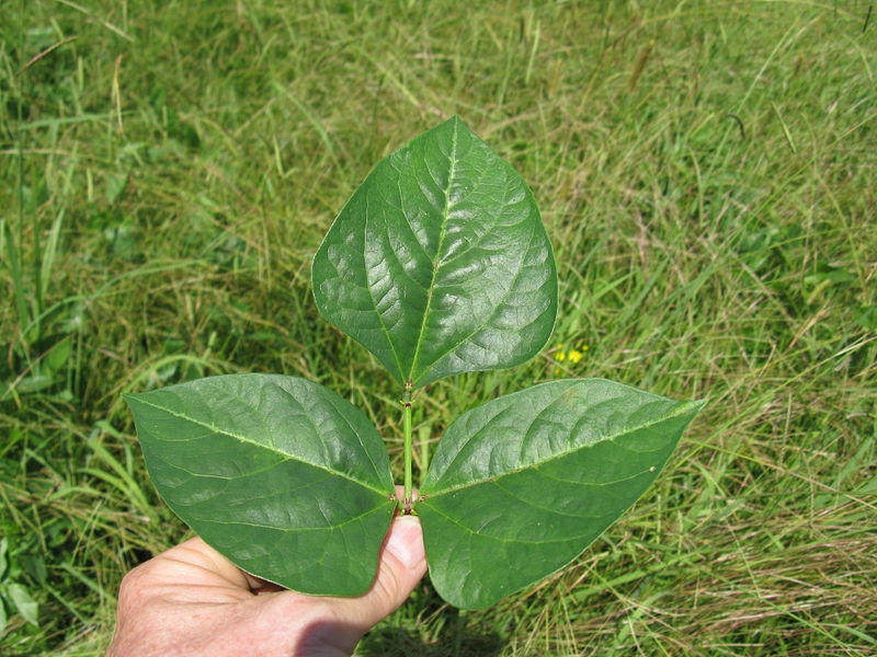 File:Vigna unguiculata leaf5 (10737475693).jpg