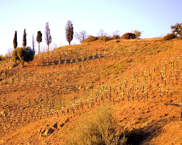 Old bushvine plantings of Carignan can be found in the Priorat region (vineyard pictured) of Catalonia