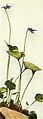 Viola cucullata WFNY-138B.jpg