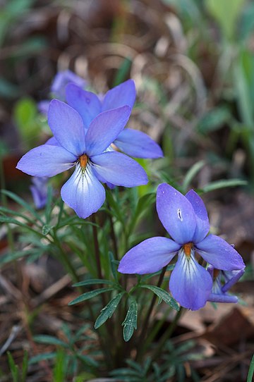 Viola pedata