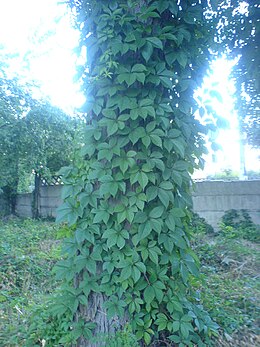 Közönséges vadszőlő (Parthenocissus quinquefolia)