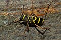 Wasp Beetle (Clytus arietis) (9084053277).jpg