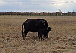 Water Buffalo and calf, Ludas Lake, Serbia.jpg