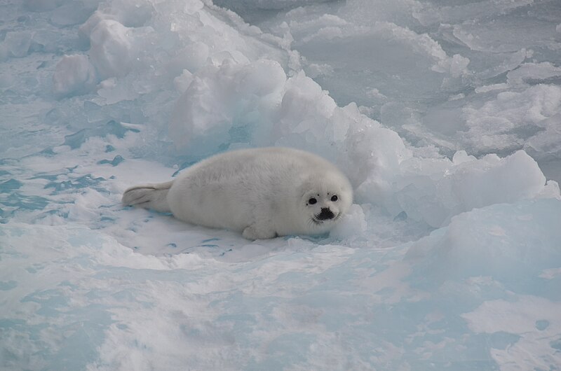 File:Weaned harp seal pup.jpg