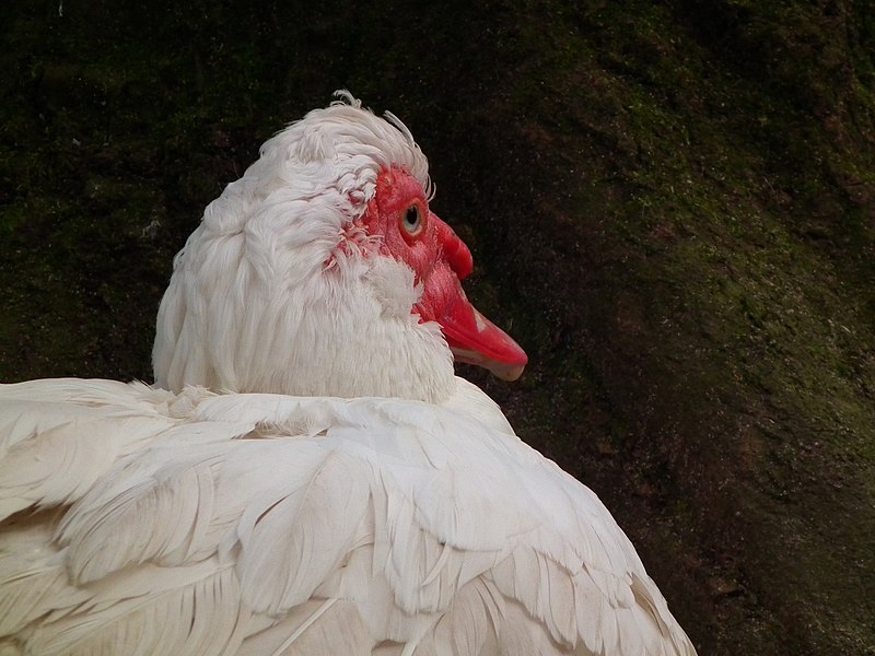 File:Weiße Warzenente Tierpark Walldorf 2015.JPG