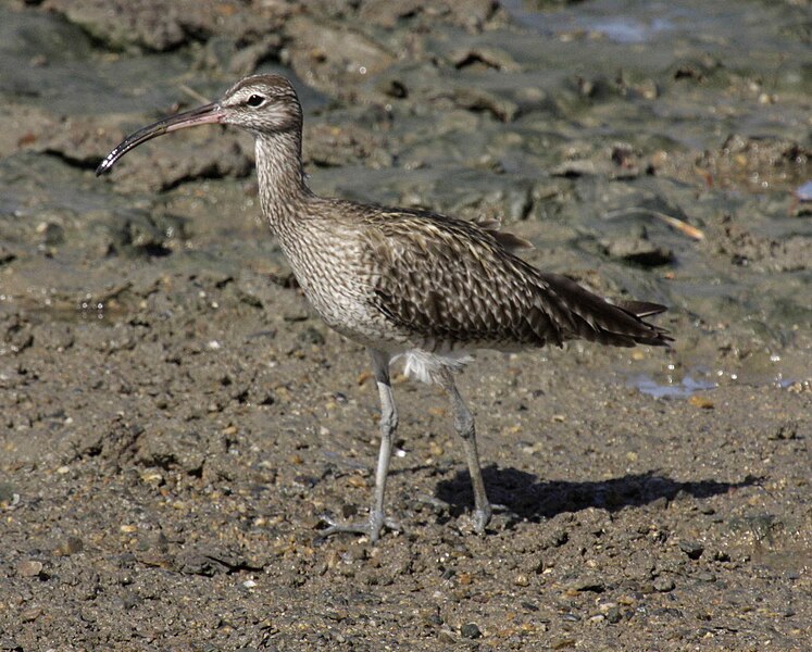 File:Whimbrel cairns09.JPG