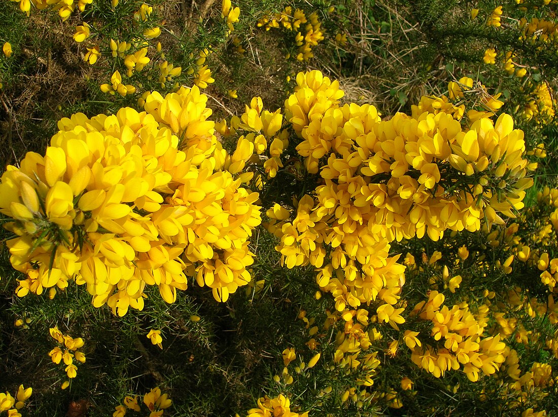 Ulex