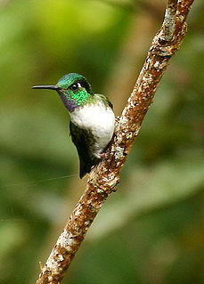 <span class="mw-page-title-main">White-bellied mountaingem</span> Species of hummingbird