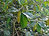White Seraya (Parashorea macrophylla) (15340103479).jpg