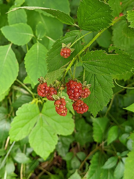 File:Wild blackberries.jpg