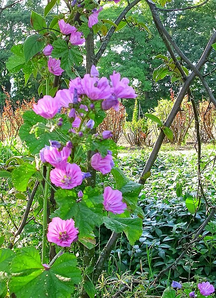 File:Wild flowers 2.jpg