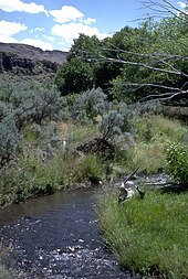 Riparian zone along Trout Creek in the Trout Creek Mountains, part of the Burns Bureau of Land Management District in southeastern Oregon. The creek provides critical habitat for trout. Willow Creek, Trout Creek Mountains, Oregon.jpg