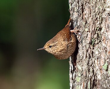 Winter wren on a tree (90538)