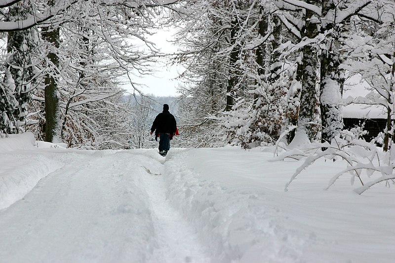 File:Winterwald - panoramio.jpg