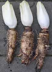 Witloof, Belgian endive Witlof en wortel.jpg