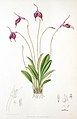 Masdevallia barlaeana plate in: Florence H. Woolward: The Genus Masdevallia, (1896)