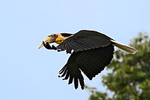 A wreathed hornbill in flight Wreathed Hornbill in Wild.jpg