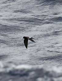 White-faced Storm Petrel (Pelagodroma marina), East of Eaglehawk Neck, Tasmania, Australia