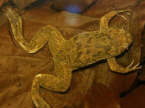 Xenopus fraseri03.jpg resminin açıklaması.