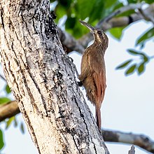 Xiphocolaptes falcirostris - Berkumis Woodcreeper; Kodo, Maranhao, Brazil.jpg