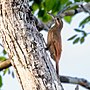 Thumbnail for Moustached woodcreeper