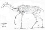 Thumbnail for Xiphodontidae