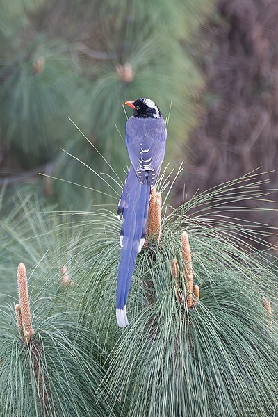 File:Yellow-billed Blue Magpie in Kasauli in February 2023 - 03.jpg