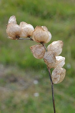 Yellow Rattle (Rhinanthus minor)