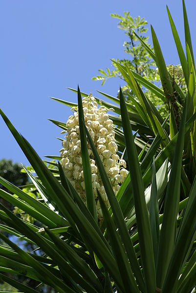 File:Yucca aloifolia 5.JPG