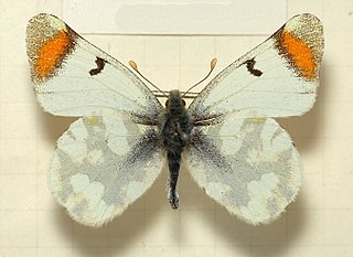 Sooty orange tip species of insect