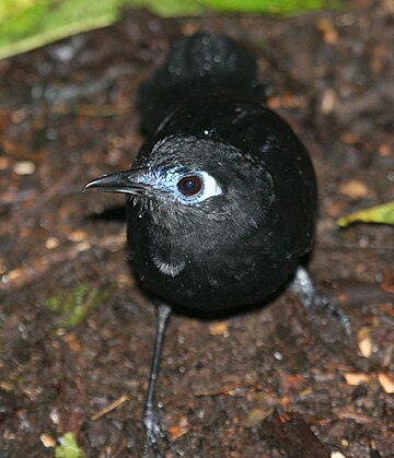 Zeledon's antbird