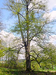 Two linden trees near Burkardroth, 2.jpg