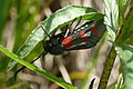 Zygaena filipendulae