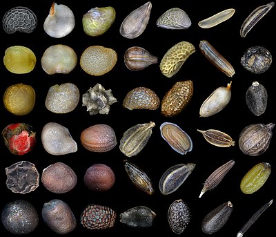 Collage of forty-two types of seed