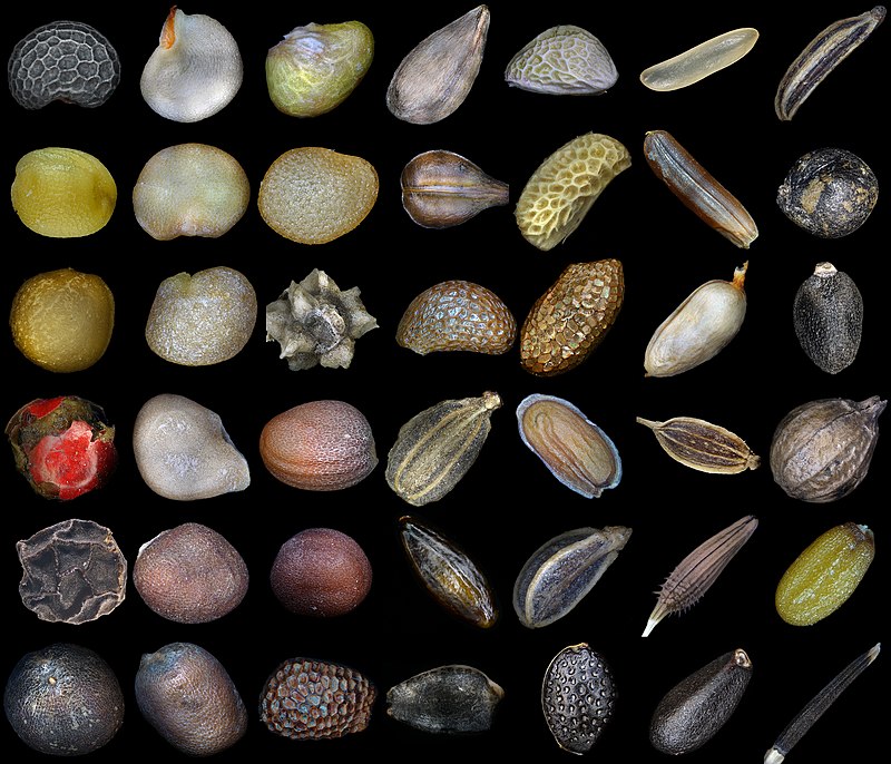 See Inside a Seed: Biology & Chemistry Science Activity